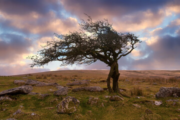 Fototapeta na wymiar Dartmoor national park devon england uk. Hawthorn tree on the Tor during sunset 
