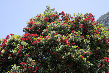 Pohutukawa Baum mit Blüten im Badeort Mount Manganui in der Region Bay of Plenty auf der Nordinsel von Neuseeland