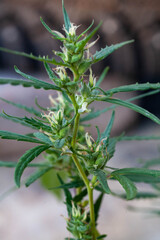 Closeup of Cannabis female plant in flowering phase.