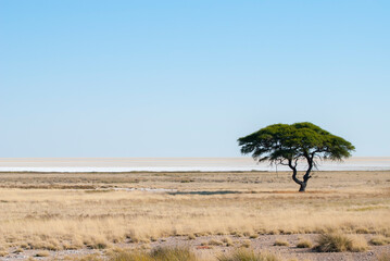 African savannah landscape in Namibia with a single tree in dry grassland.