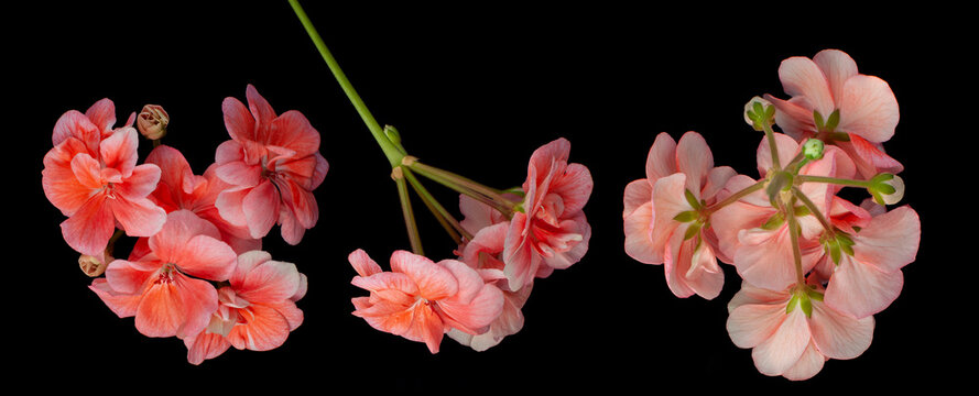 coral geranium flowers on a black background