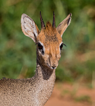Dikdik antelope in Samburu, Kenya.