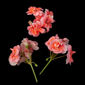 coral geranium flowers on a black background