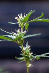 Closeup of Cannabis female plant in flowering phase.