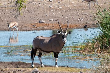 A large antelope, the gemsbok (Oryx gazella) near a watering hole in Etosha National Park, ...