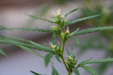 Closeup of Cannabis female plant in flowering phase.