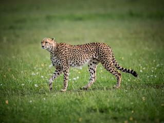 Female adult cheetah walks across green field in Samburu
