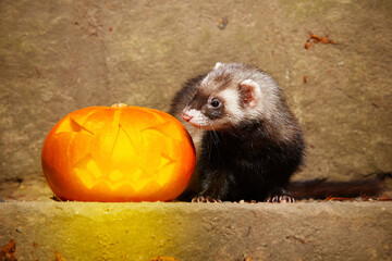 Dark ferret posing with halloween Jack-o'-lantern pumpkink