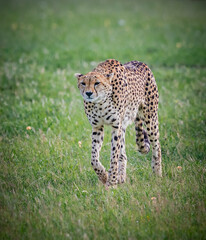 Female and mother cheetah walks across savannah in Africa