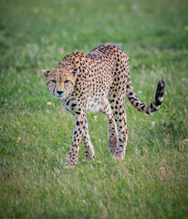 Female cheetah walking through grassy field in Kenya