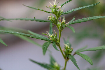 Closeup of Cannabis female plant in flowering phase.