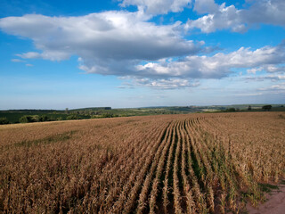 Aerial view of drone from a corn plantation in Brazil