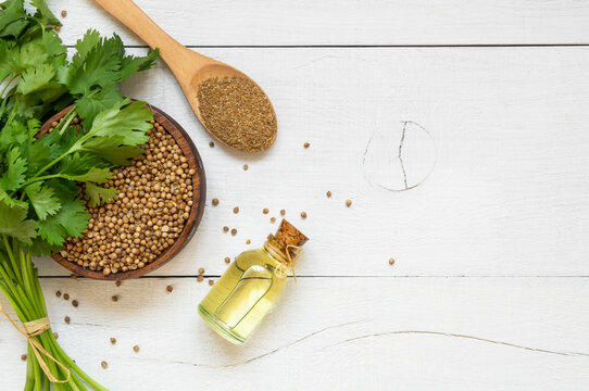 Glass bottle of coriander essential oil with coriander powder and fresh cilantro leaves on rustic table, aromatherapy massage oil concept ( coriandrum sativum )
