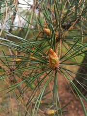 close up of pine cones