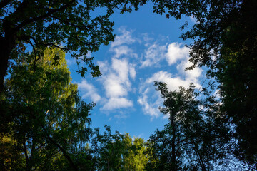 Looking up through the treetops. Beautiful natural frame of foliage against the sky. Copy space.Green leaves of a tree against the blue sky. Sun soft light through the green foliage of the tree