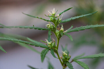 Closeup of Cannabis female plant in flowering phase.