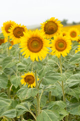 Obraz premium field of sunflowers