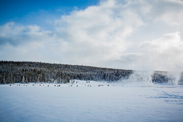 Herd of buffalo grazing in Yellowstone.