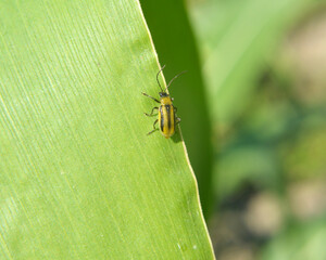 On the plant Western corn beetle