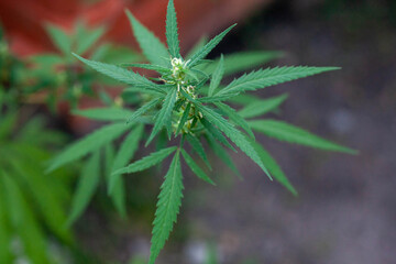 Closeup of Cannabis female plant in flowering phase.