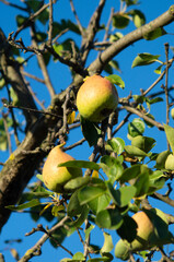 pears on a tree and blue sky