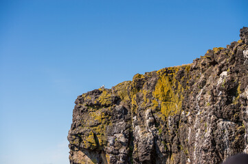Black-legged kittiwake bird sitting on top of an island around Breiðafjörður, West Iceland.