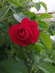 red rose in garden