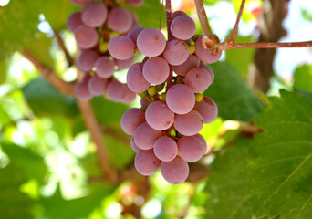 Grapes in fall. Red grapes in the vineyard. Branch of red grapes on vine. 