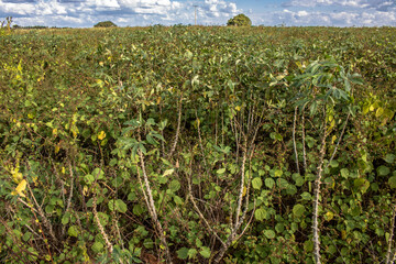 Cassava or manioc plant on field with selective focus in Brazil
