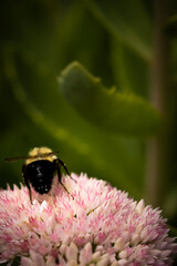 bee on pink sedum autumn joy