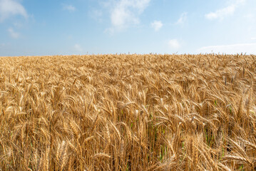 field of wheat