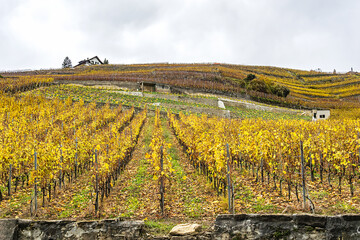 Fototapeta na wymiar Famous Swiss Grape Terraces Lavaux near Lake Geneva (Leman Lake), around Lausanne, Canton of Vaud. Switzerland. Lavaux vineyard terrace listed as UNESCO World Heritage