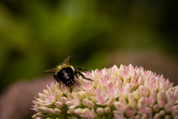 bee on pink sedum autumn joy
