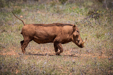 Large warthog jobs through the bush in Samburu