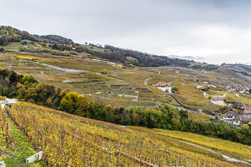 Famous Swiss Grape Terraces Lavaux near Lake Geneva (Leman Lake), around Lausanne, Canton of Vaud. Switzerland. Lavaux vineyard terrace listed as UNESCO World Heritage