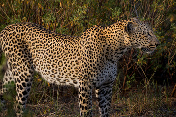 Leopard with colorful coat looking for prey .