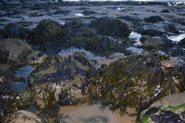 Fototapeta na wymiar seaweed rocks