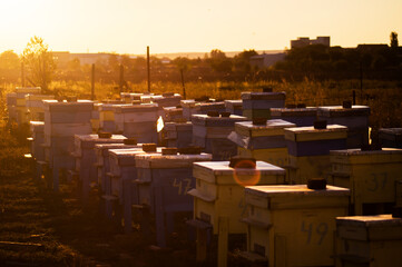 Beehives in a home farm at sunset