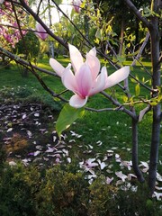 pink magnolia flowers