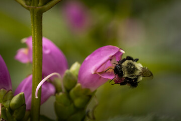 macro of bee on pink turtlehead