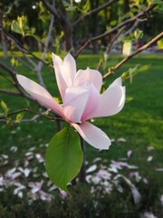 pink magnolia flower