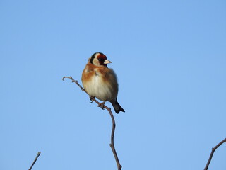 A little bird sits on a thin branch
