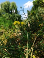 yellow flowers in the garden