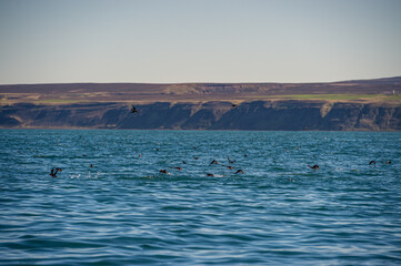 Puffins swimming and flying around Lundey (Puffin Island) near Husavik, Iceland.
