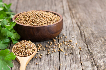 coriander seeds in wooden spoon and bowl with fresh cilantro leaves on wooden table, ( coriandrum sativum )