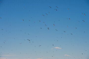 Puffins flying around Lundey (Puffin Island) near Husavik, Iceland.
