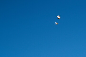 Two flying pigeons in a blue sky