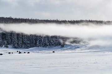 Mist hovers over herd of buffallo in Yellowstone