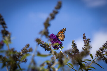 Monarch butterfly on purple flower with blue sky