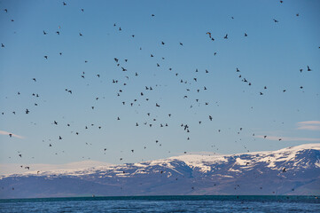 Puffins flying around Lundey (Puffin Island) near Husavik, Iceland.